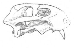 Eodicynodon.jpg