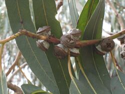 Eucalyptus bicostata Gum nuts IMG 0469 (2334881338).jpg