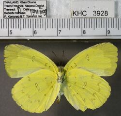 Eurema lacteola ventral.jpg