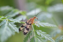 Female Scorpionfly (Panorpa helena) (14223183810).jpg