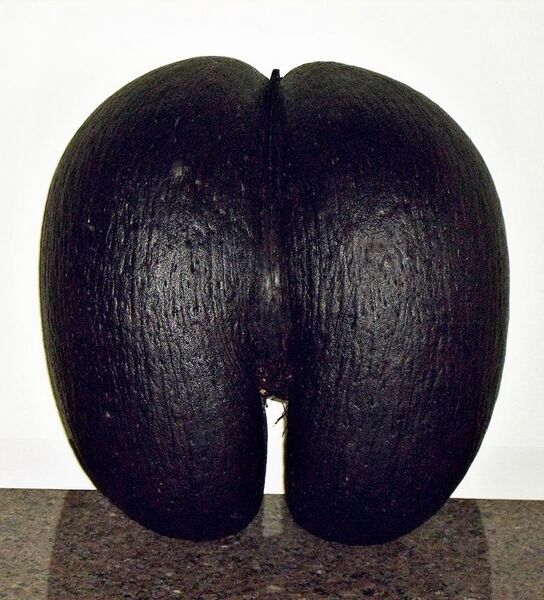 File:Female coco de mer seed.jpg