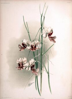 Frederick Sander - Reichenbachia II plate 74 (1890) - Vanda hookeriana.jpg