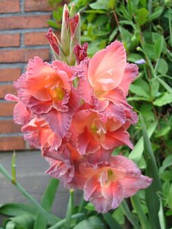 Gladiolus Tantastic.JPG