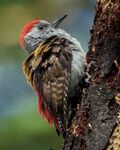 Gray Woodpecker - KenyaNH8O2206, crop.jpg