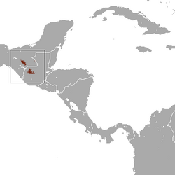 Guatemalan Broad-clawed Shrew area.png