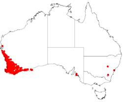 Hakea lissocarphaDistMap74.png