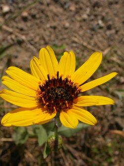 Helianthus pauciflorus (H. rigidus) (5020605591).jpg