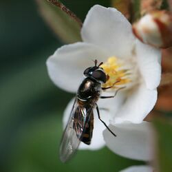 Hoverfly on flower in Sydney.jpg
