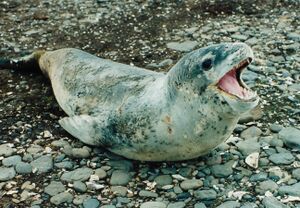 A black-speckled seal with a light-gray underside and a dark-gray back, sitting on rocks, its mouth agape showing sharp teeth