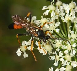 Ichneumonidae - Ichneumon insidiosus.-1.JPG