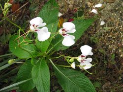 Impatiens tinctoria (22058951574).jpg