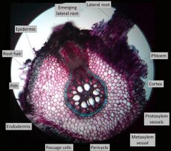Iris germanica root transverse incision with labels.jpg