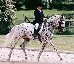 Knabstrupper-Dressage.jpg