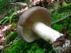 Lactarius argillaceifolius 48673.jpg