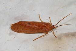 Large Caddisfly - Ptilostomis species?, McKee Beshers WMA, Poolesville, Maryland.jpg