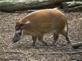 Laufendes Pinselohrschwein Zoo Landau.JPG