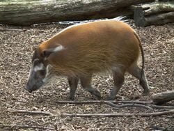 Laufendes Pinselohrschwein Zoo Landau.JPG