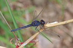 Light-tipped demon (Indothemis carnatica) male Kanha.jpg