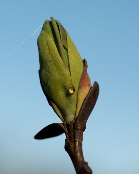 File:Liriodendron tulipifera × chinense (Hybrid of Tulip Tree) (26532119311).jpg
