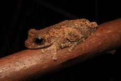 Litoria myola 2016.jpg