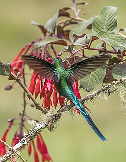 Long-tailed sylph (Aglaiocercus kingii emmae) male in flight on Fuchsia triphylla Caldas.jpg