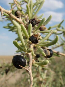 Lycium ruthenicum Baikonur 01.jpg