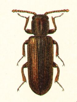 Lyctus suturalis.jpg