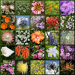 Madeira-flowers hg.jpg