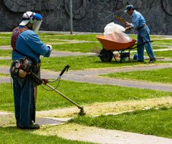 Men working on lawns at Ciudad Universitaria, Mexico City.jpg