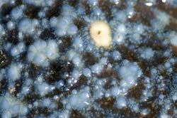 Mottled star (closeup of madreporite).jpg
