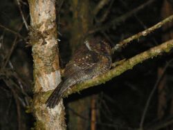 Mountain Owlet-Nightjar.jpg