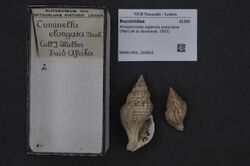 Naturalis Biodiversity Center - RMNH.MOL.200602 - Afrocominella capensis simoniana (Petit de la Saussaye, 1852) - Buccinidae - Mollusc shell.jpeg