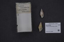 Naturalis Biodiversity Center - RMNH.MOL.200989 - Prodotia crocata (Reeve, 1846) - Buccinidae - Mollusc shell.jpeg