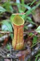 Nepenthes distillatoria 5.jpg