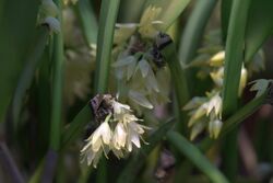 Octomeria crassifolia 001 GotBot 2015.jpg