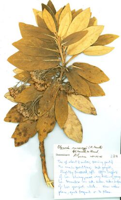 Olearia mooneyi herbarium specimen.jpg
