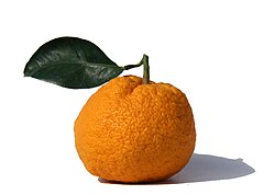 Orange de Mié 1.jpg