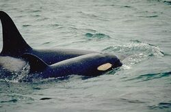Two killer whales, one large and one small, swim close together. Their dorsal fins curve backward.
