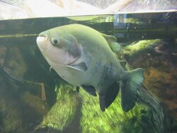 Large pacu at the Shedd Aquarium
