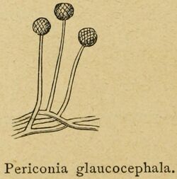 "Periconia glaucocephala"