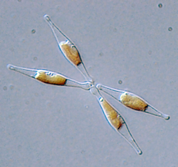 Phaeodactylum tricornutum.png