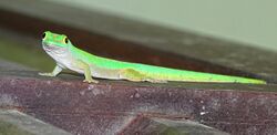 Phelsuma astriata Praslin 2015.JPG