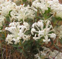 Pimelea humilis.jpg