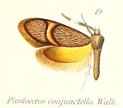 Pl.2-19-Piestoceros conjunctella Walker, 1863.jpg