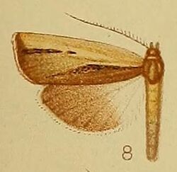 Pl.40-fig.08-Ancylolomia endophaealis Hampson, 1910.JPG