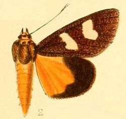 Pl.53-02-Schausilla obrysos (Hampson, 1901).JPG