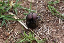 Plum dung beetle (Anachalcos convexus) 2 of 4.jpg