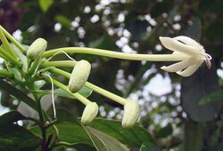 Posoqueria latifolia, the Needle Flower (9391813621).jpg