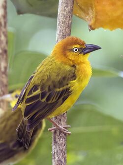 Príncipe golden weaver (Ploceus princeps) male.jpg