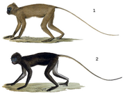 Drawing of gray and brown monkeys